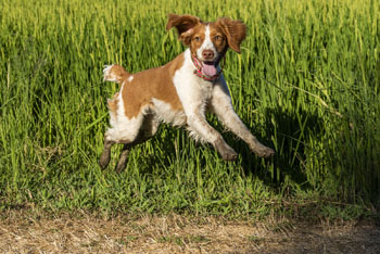 dog running through rice field